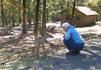 Alice with Deer