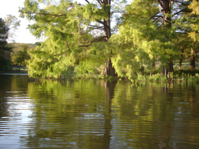 Cypress Trees at the Marina