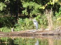 Great Blue heron