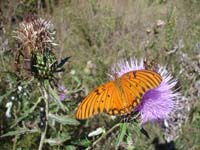 A butterfly along the trail