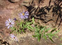 Asters at Tenkiller