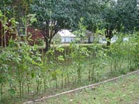 okra growing in someone's yard