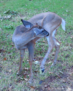 The deer were so tame