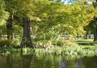 Cypress along the lake's edge