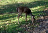 Such a sweet little buck