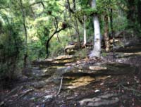 Some trees appeared to be growing from rocks