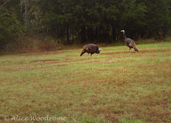 Wild Turkey at Greenleaf State Park