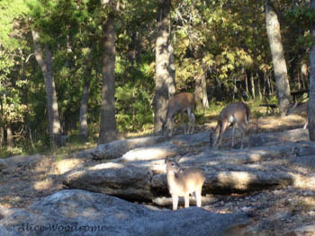 The deer's morning visit