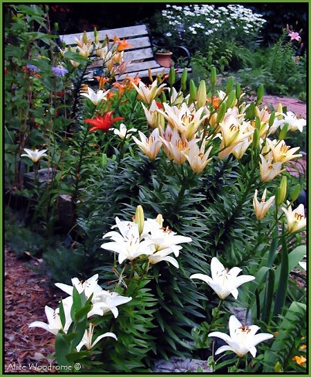 Lily Garden