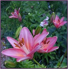 Pink Lily