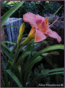 Pink Plum Daylily