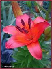 Red Orange Lily