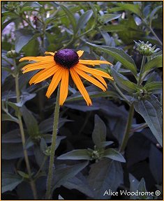 Rudbeckia