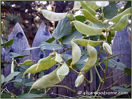 hyacinth seed pods