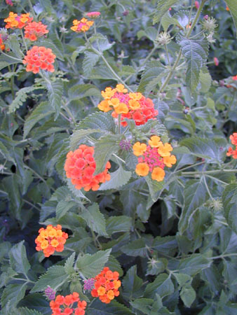 Lantana