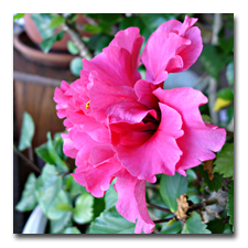 I brought the tropical Hibiscus inside for the winter