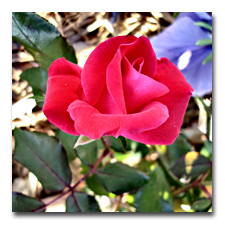 KnockOut Rose