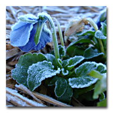 Pansies with Frost