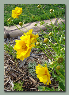 Coreopsis 