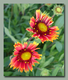 Gaillardia